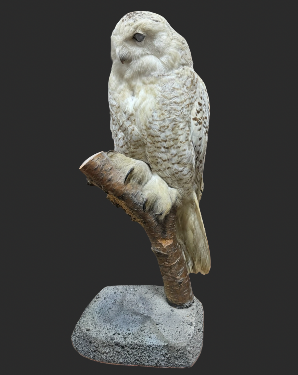 Mounted Arctic Snowy Owl Taxidermy